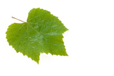 Beyaz arkaplanda asma yaprağı kapanıyor