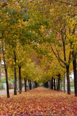 Sonbaharda ağaçlarla kaplı bir yaya bulvarı. Renkli renkleri ve yaprak halısıyla.