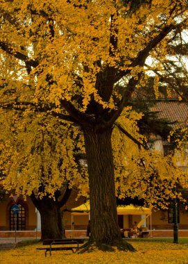 Sonbahar ginkgo sarı yapraklı büyük bir ginkgo ağacı..
