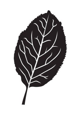 Elma yaprağının vektör çizimi