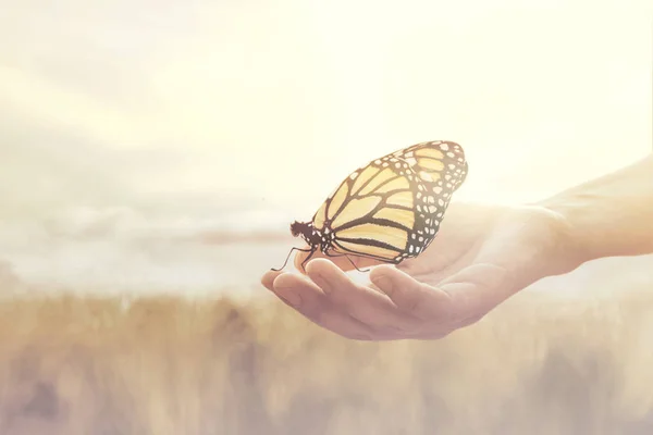 Süße Begegnung Zwischen Menschlicher Hand Und Schmetterling — Stockfoto