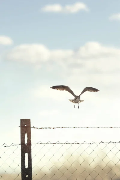 Pássaro Livre Voa Linha Fronteira Entre Liberdade Prisão — Fotografia de Stock