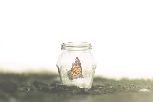 Bunter Schmetterling Gefangen Einem Glas — Stockfoto