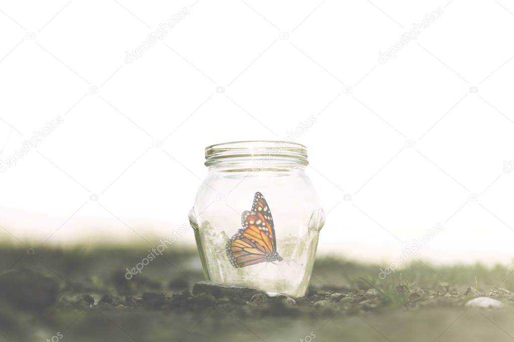 colorful butterfly trapped in a jar