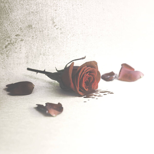 Cutted rose crying blood from the petals, wounded love