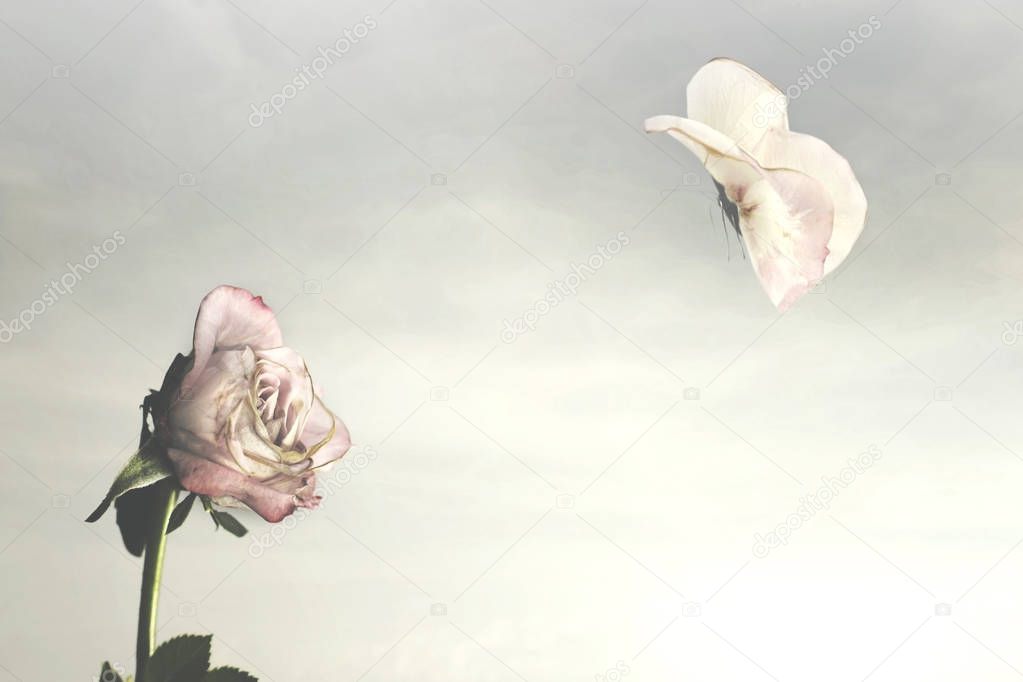 magical spring moment of a meeting between a rose and a butterfly