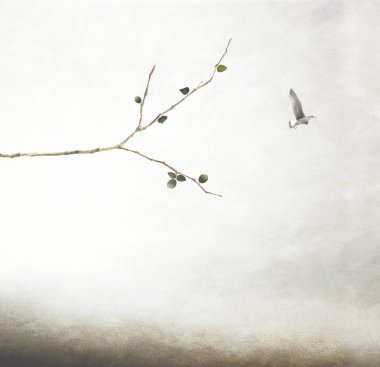 gökyüzünde uçan mutlu bir kuş özgürlük kavramı