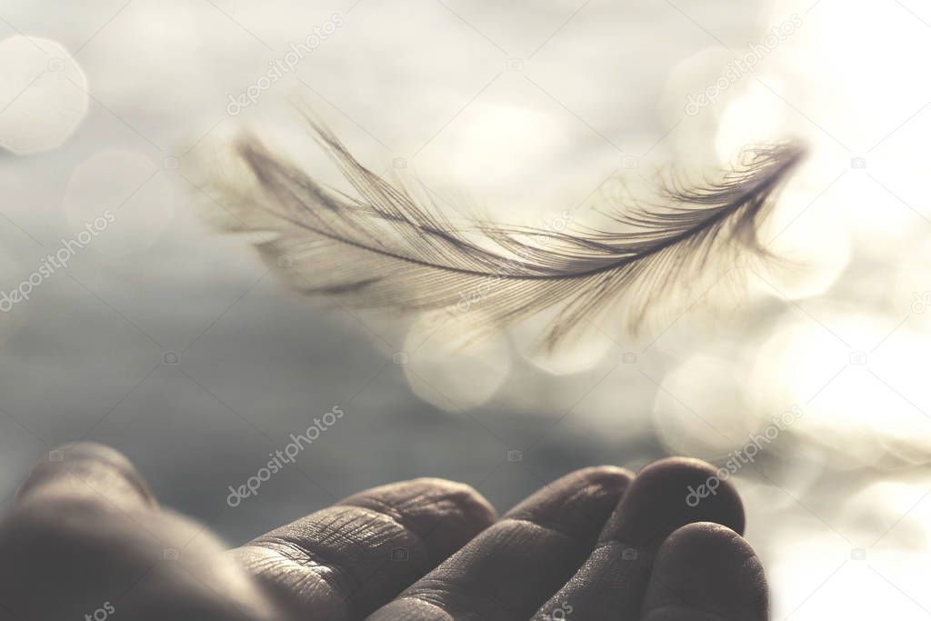 meeting between a delicate feather of a woman's hand