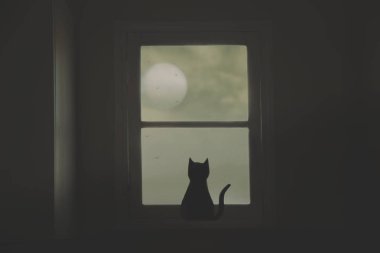 Kara kedi merakla evin penceresinden aya bakar.