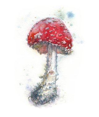 suluboya mantar zehirli orman mantarı beyaz benekli kırmızı şapkalı
