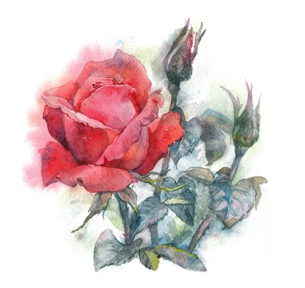 Aquarel clip art met boeketten van roos en bladeren. — Stockfoto