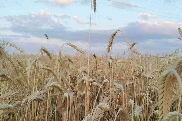 麦畑の夕景 — ストック写真