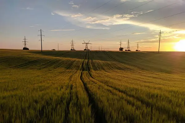 Vetefält Vid Färgstark Solnedgång — Stockfoto