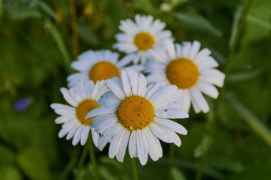   Shamomiles orman glade üzerinde.        