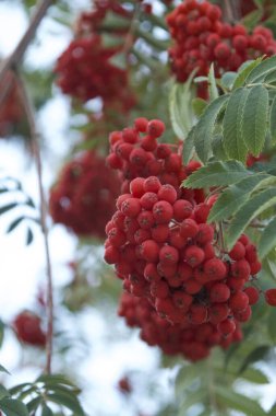 Le tas de rowan ruge on ete