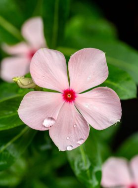 Pembe Periwinkle Yakın plan