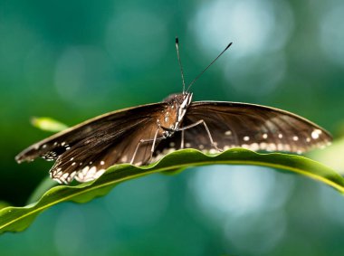 Kanatları Açık Kelebek Macro Fotoğrafı