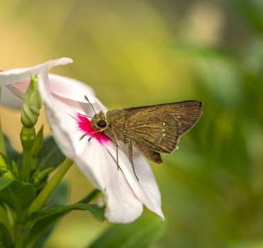 Beyaz Çiçekte Kahverengi Kelebek Macro 'su