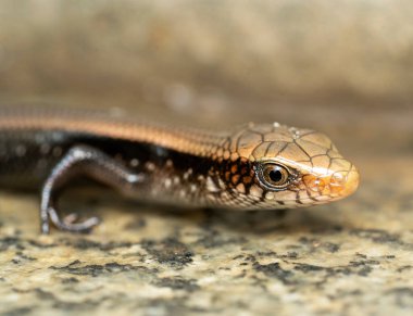 Ağlayan Sarı Kertenkele Macro Fotoğrafı