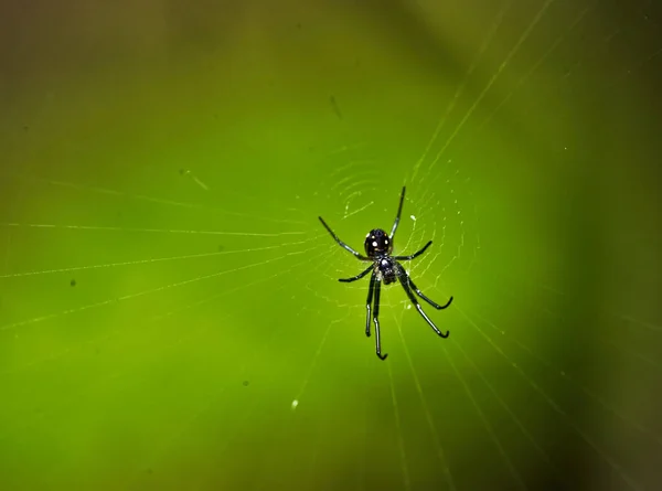 Makro Svart Spindel Webben — Stockfoto