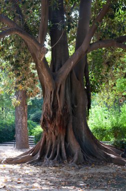 İspanya Meydanı Parkı 'nda bisikletler