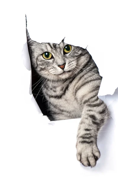 Cat Looks Hole Paper — Stock Photo, Image