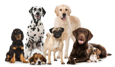 Arka planda bir grup köpek var, yaklaşın.