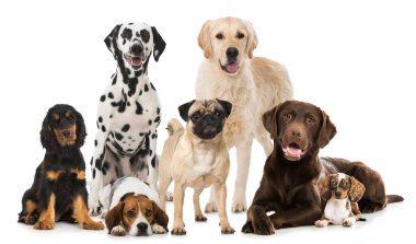 Beyazlara ayrılmış farklı köpekler.