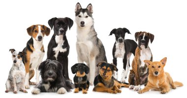 Arka planda farklı köpek grupları, kapatın.