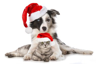 Noel kedisi ve köpek beyazı izole etmiş.