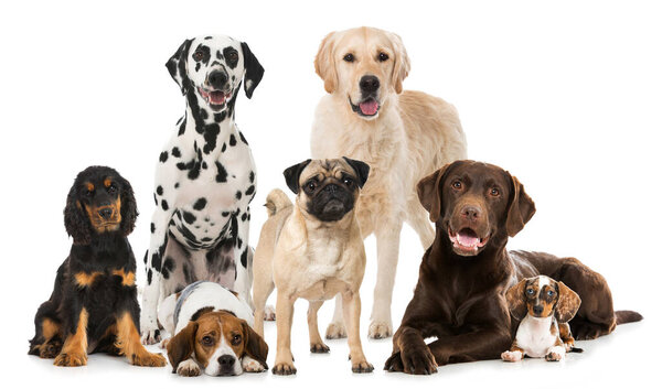 Group of breed dogs on background, close up