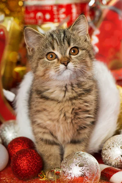 Natal Anak Kucing Dengan Dekorasi Natal Merah — Stok Foto