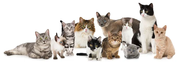 Group Different Cats Isolated White — Stock Photo, Image