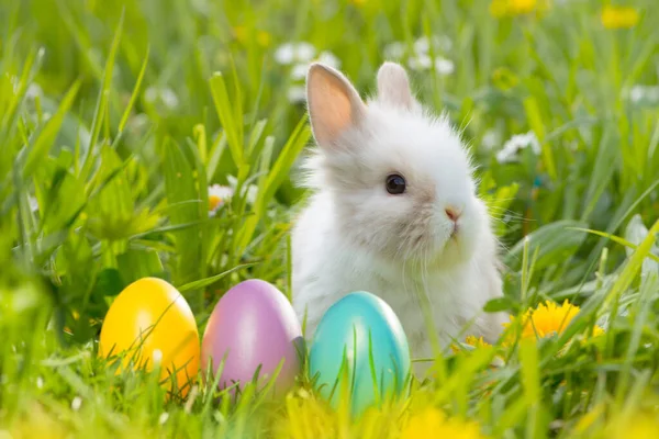 Conejo Pascua Con Huevos — Foto de Stock