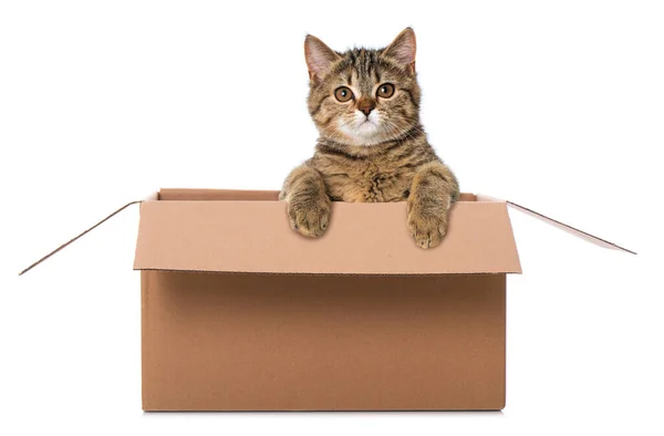 Arkadaki Kutuda Güzel Kedi Kapat — Stok fotoğraf