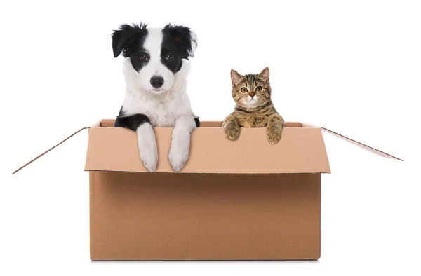 Ufacık Bir Sınır Köpeği Kutusundaki Kedi — Stok fotoğraf