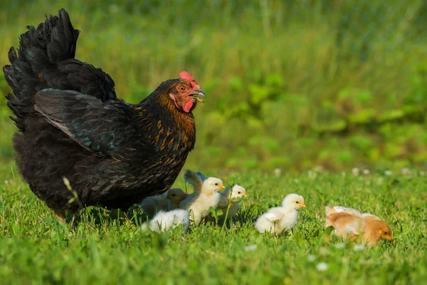 Gallina Con Polluelos Prado — Foto de Stock