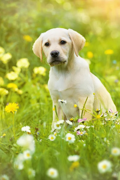 Labrador Welpe Hintergrund Nahaufnahme — Stockfoto