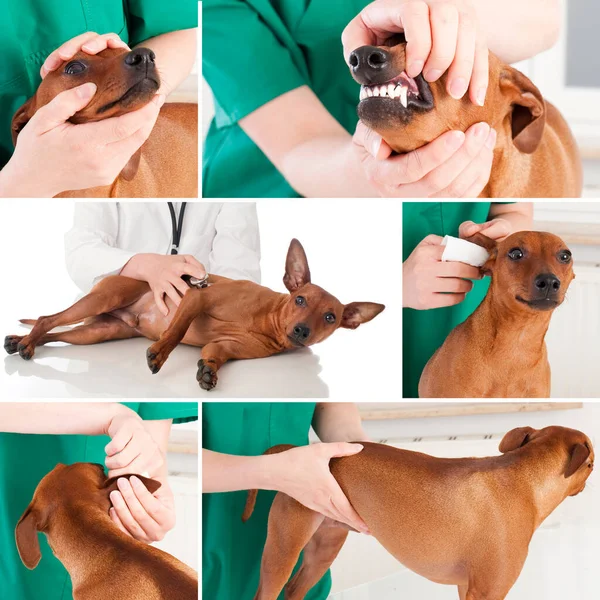 Veterinären Kontrollerar Hunds Hälsa Collage — Stockfoto