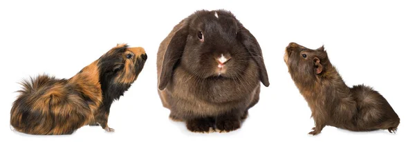 Guinea pigs and a dwarf rabbit isolated on white background