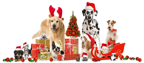 Christmas Pets Isolated White Background Stock Photo