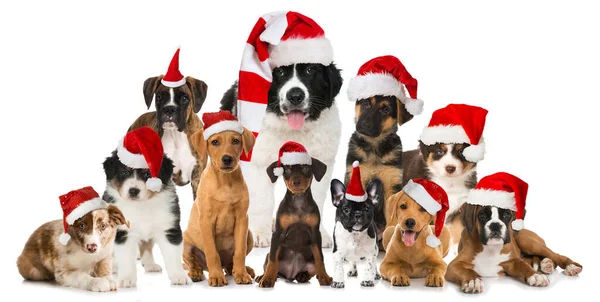 크리스마스 강아지들이 배경에 있습니다 스톡 사진