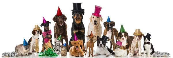 Party Pets Isolated White Stock Photo