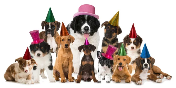 Happy Puppies Hats Background Close Royalty Free Stock Photos