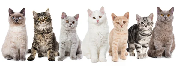 7匹の若い猫が近くにいて ロイヤリティフリーのストック画像