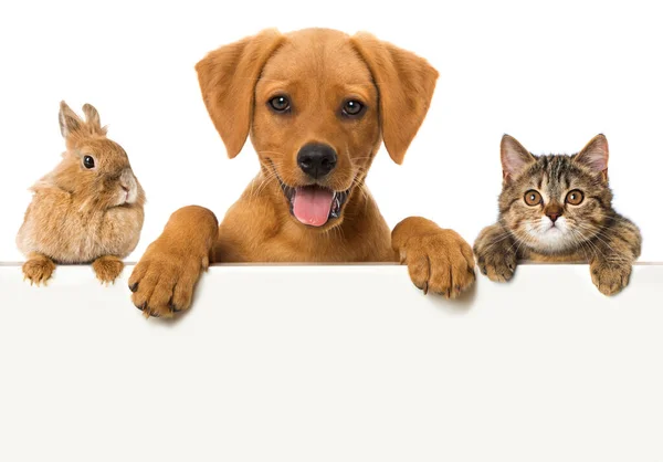 Little Pets Looking Wall Stock Photo