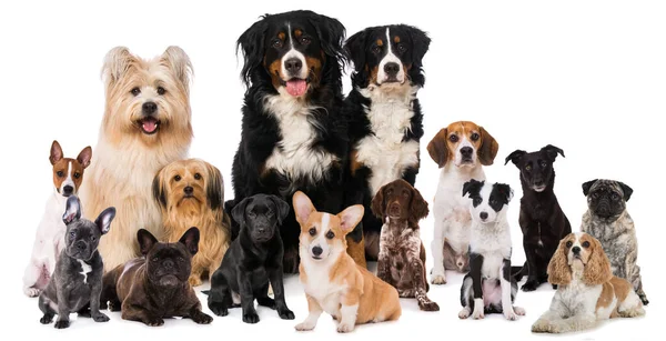 Groupe Chiens Isolés Sur Fond Blanc Images De Stock Libres De Droits