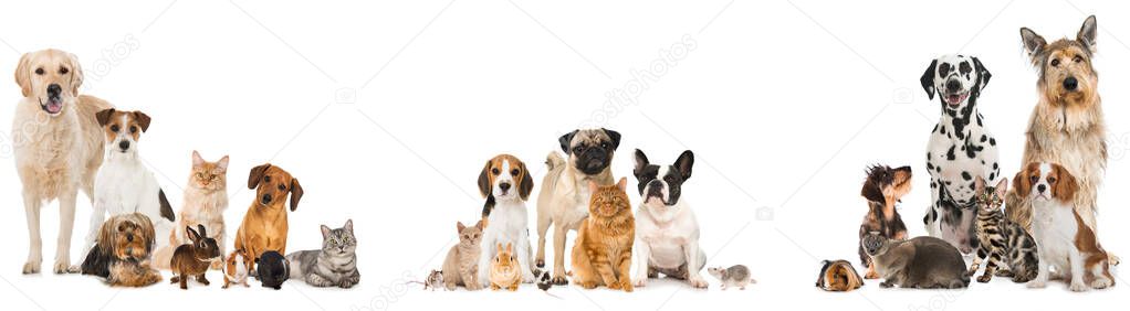 Many different pets isolated on white