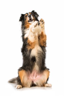 Avustralya çobanı beyaz üzerine izole edilmiş