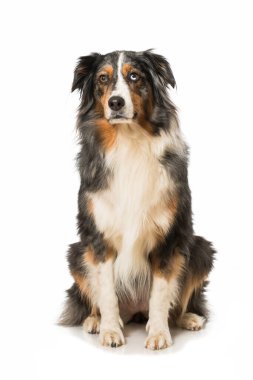 Avustralya çobanı beyaz üzerine izole edilmiş